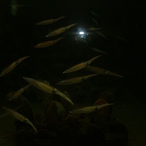 Anton Dohrn Aquarium - Napoli - Oct 2010