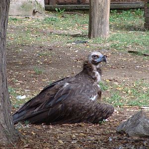 Napoli Zoo - Oct 2010 - Cinereous Vulture