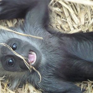 Baby Colobus Monkey