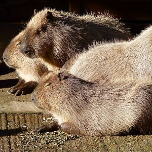 Capybaras