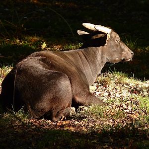 Vladimir the Lowland Anoa