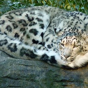 Snow Leopard