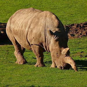 Kiri the White Rhino