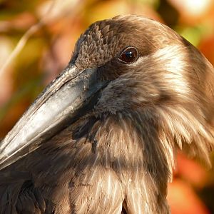 Hammerkop