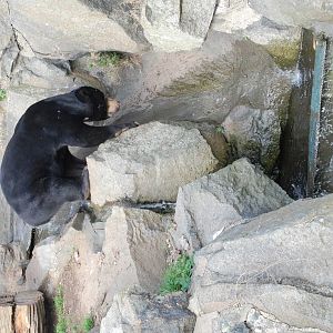 Sun Bears