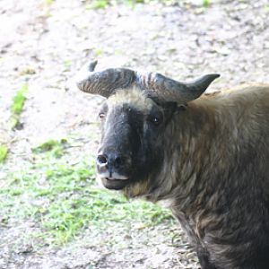 Mishmi Takin at Paignton Zoo