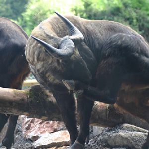 Mishmi Takin at Paignton Zoo