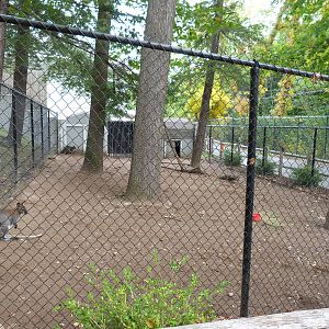 Wallaby Exhibit