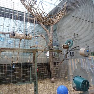 White Handed Gibbon Indoor Exhibit