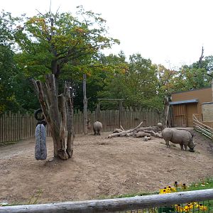 White Rhino Exhibit