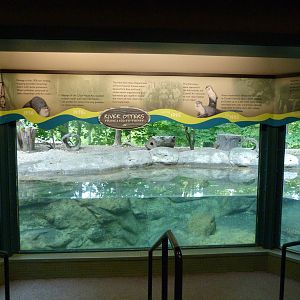 Indoor Viewing Area of Otter Exhibit
