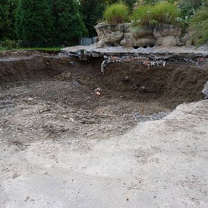 African Penguin Under Construction