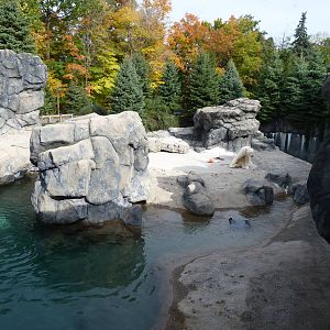 Polar Bear Exhibit