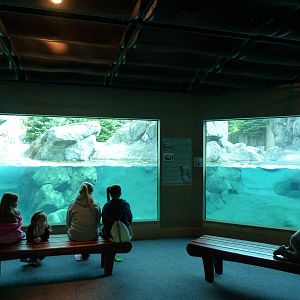 Underwater Viewing of Polar Bear Exhibit