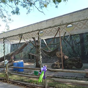 Orangutan Outdoor Exhibit