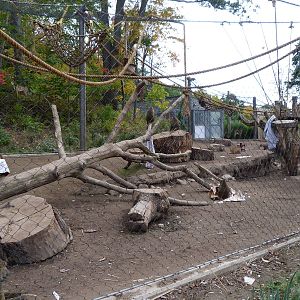 Olive Baboon Exhibit