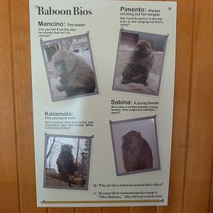 Bios of the some of the Baboons