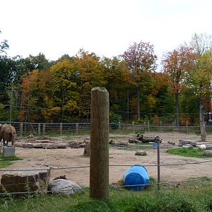 Africa Meets New York in Autumn