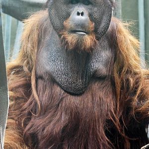 Puluh - Sumatran orangutan