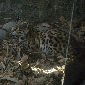 margay san juan de aragon zoo