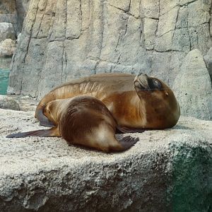 patagonian sea lions san juan de aragon zoo