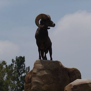 desert bighorn sheep san juan de aragon zoo