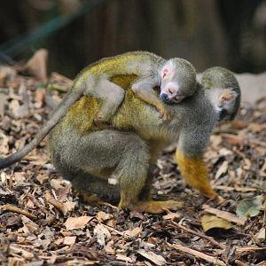 Squirrel Monkey and Baby