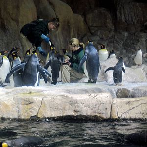 Scott Aquarium-King and Gentoo Penguins