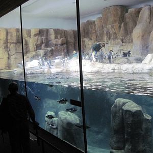 Scott Aquarium-King, Rockhopper, and Gentoo Penguin Exhibit