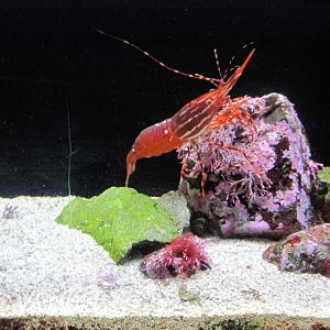 Scott Aquarium-Shrimp