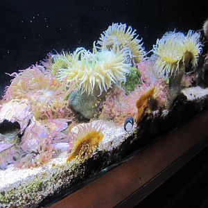 Scott Aquarium-Sea Anemones