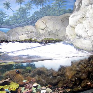 Scott Aquarium-Reef Exhibit