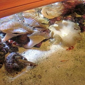 Scott Aquarium-Anemone/Clownfish Exhibit