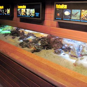 Scott Aquarium-Anemone/Clownfish Exhibit