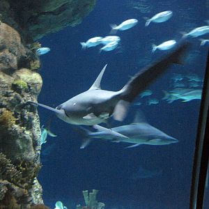 Scott Aquarium-Sandtiger Shark