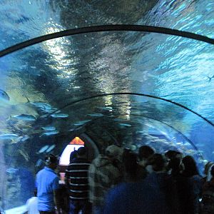 Scott Aquarium-Shark Tunnel