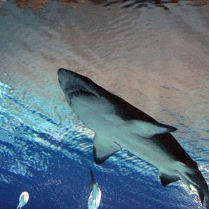 Scott Aquarium-Sandtiger Shark