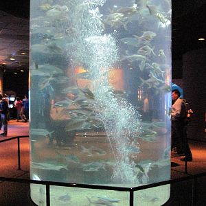 Scott Aquarium-Schooling Fish Exhibit