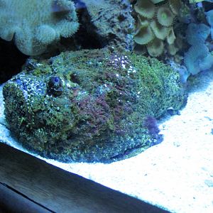 Scott Aquarium-Stonefish