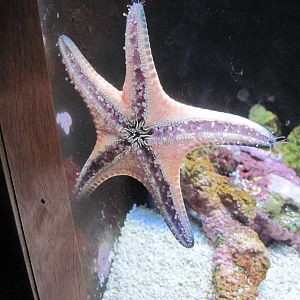 Scott Aquarium-Starfish