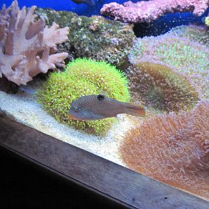 Scott Aquarium-Pufferfish