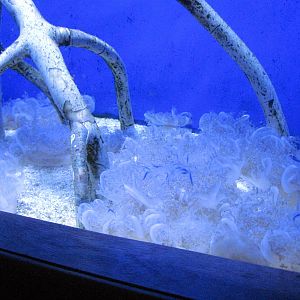 Scott Aquarium-Upside Down Jellyfish