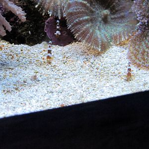 Scott Aquarium-Dancing Shrimp