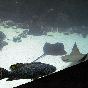 Scott Aquarium-Smaller Ocean Tank