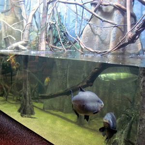 Scott Aquarium-Amazon River Tank