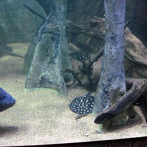 Scott Aquarium-Pacu and Freshwater Stingrays