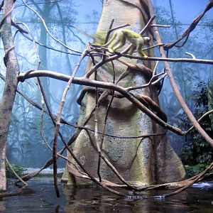 Scott Aquarium-Squirrel Monkey