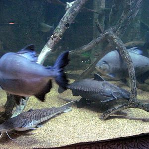 Scott Aquarium-Amazon River Tank