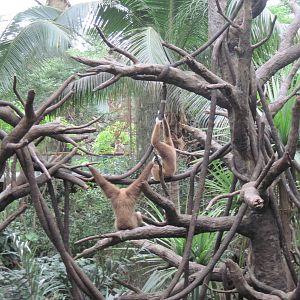 Lied Jungle-White-handed Gibbons