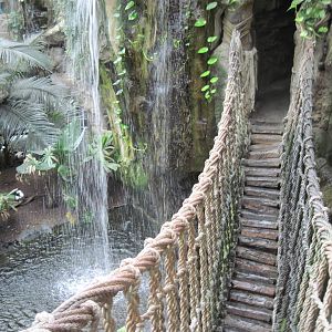 Lied Jungle-Swinging Bridge